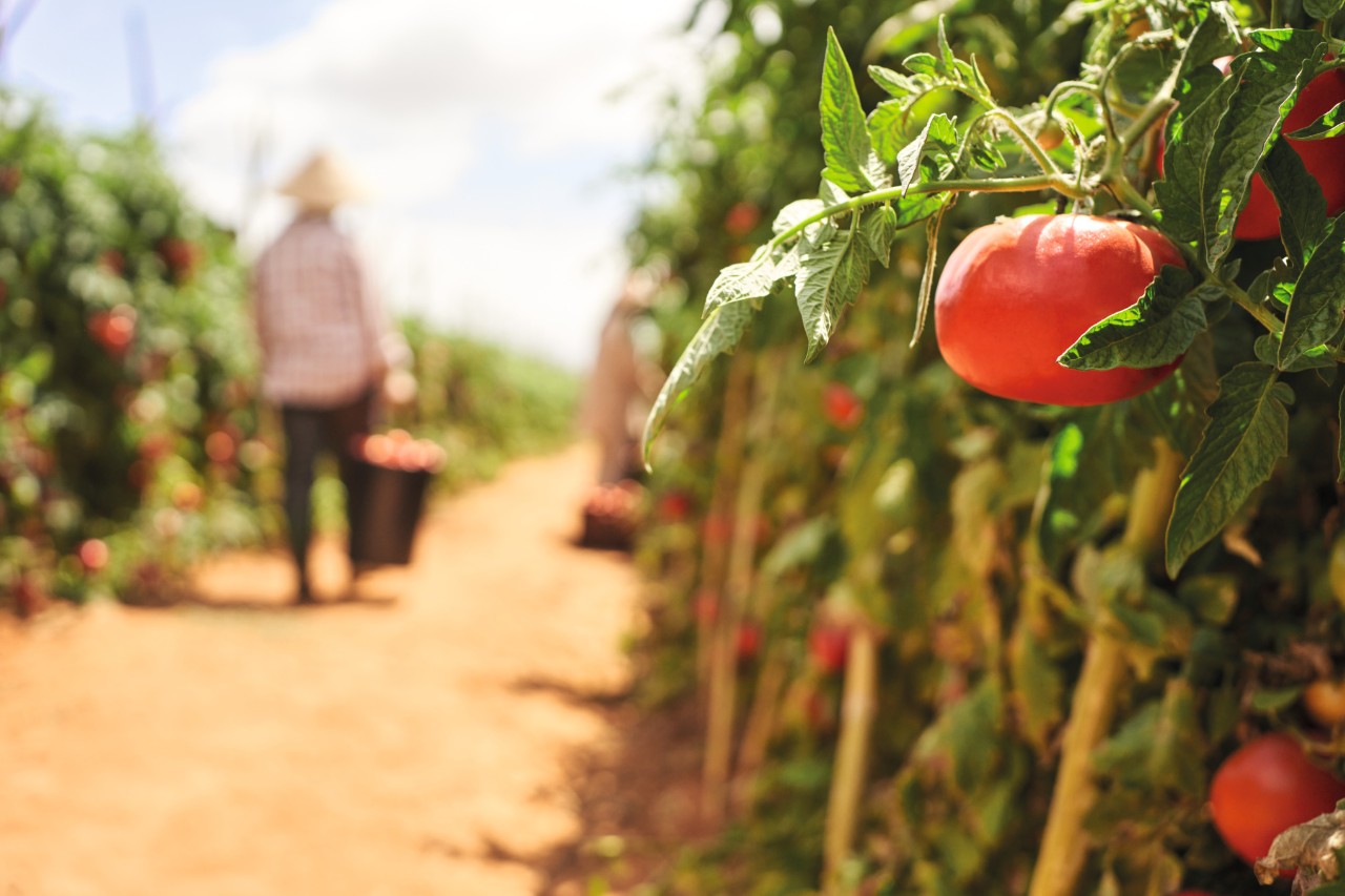 farmers farm