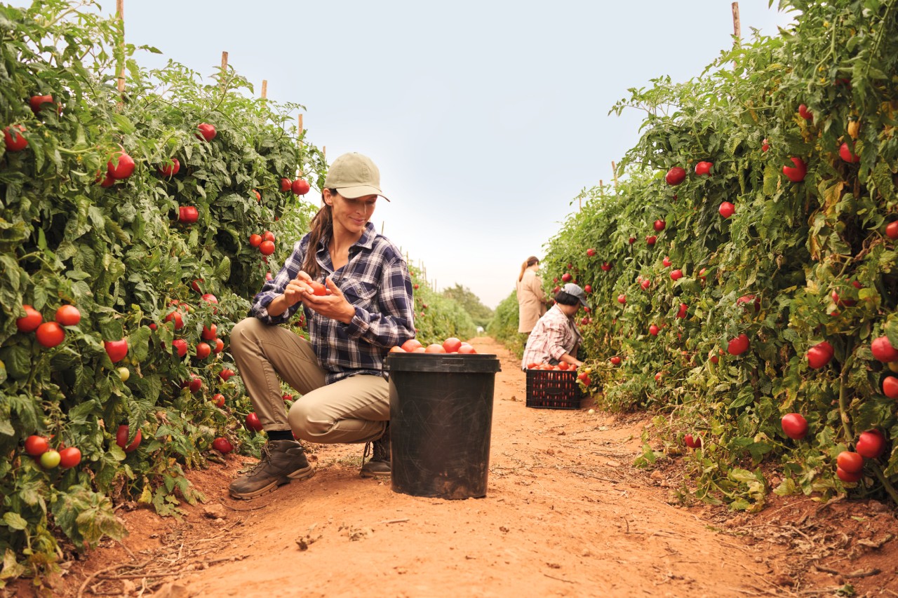 Farmer Working in Farm