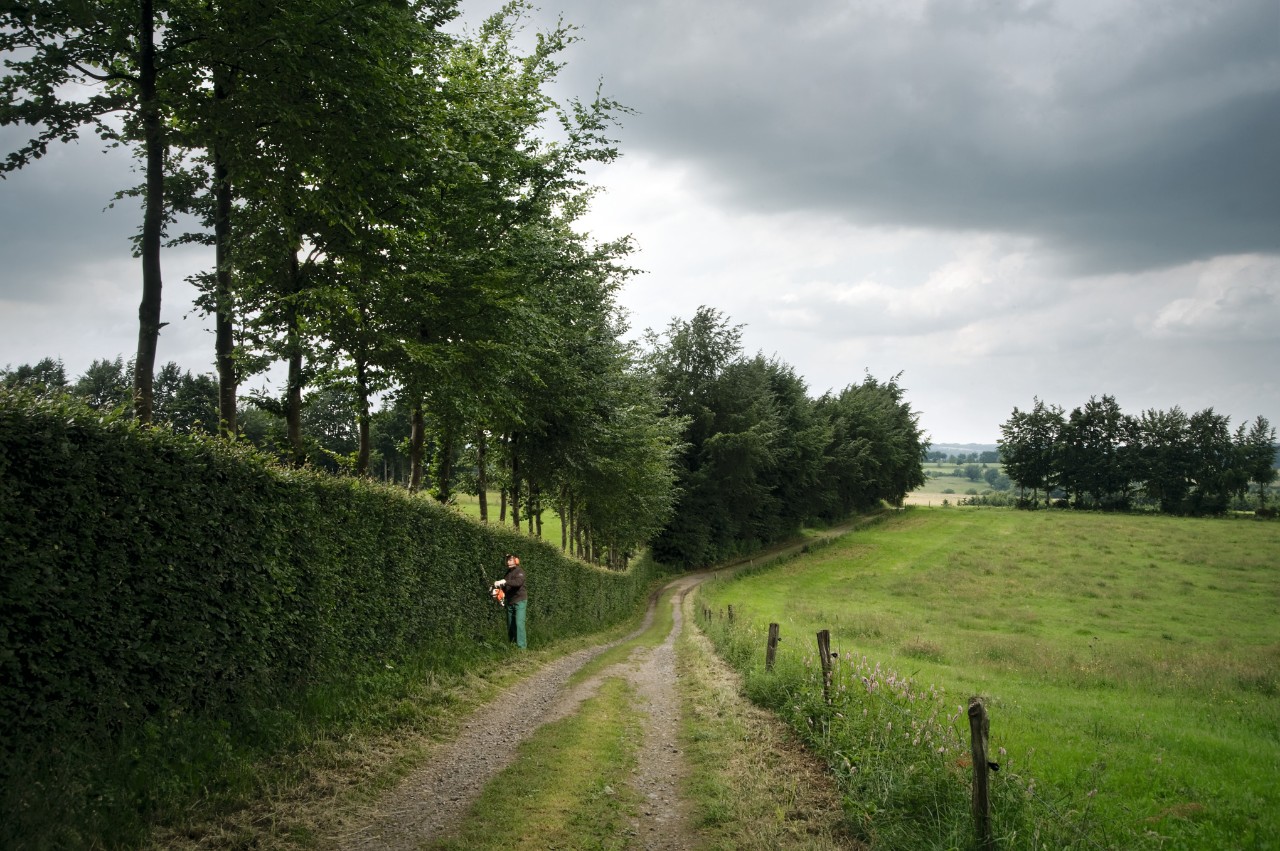 Hedge trimmer