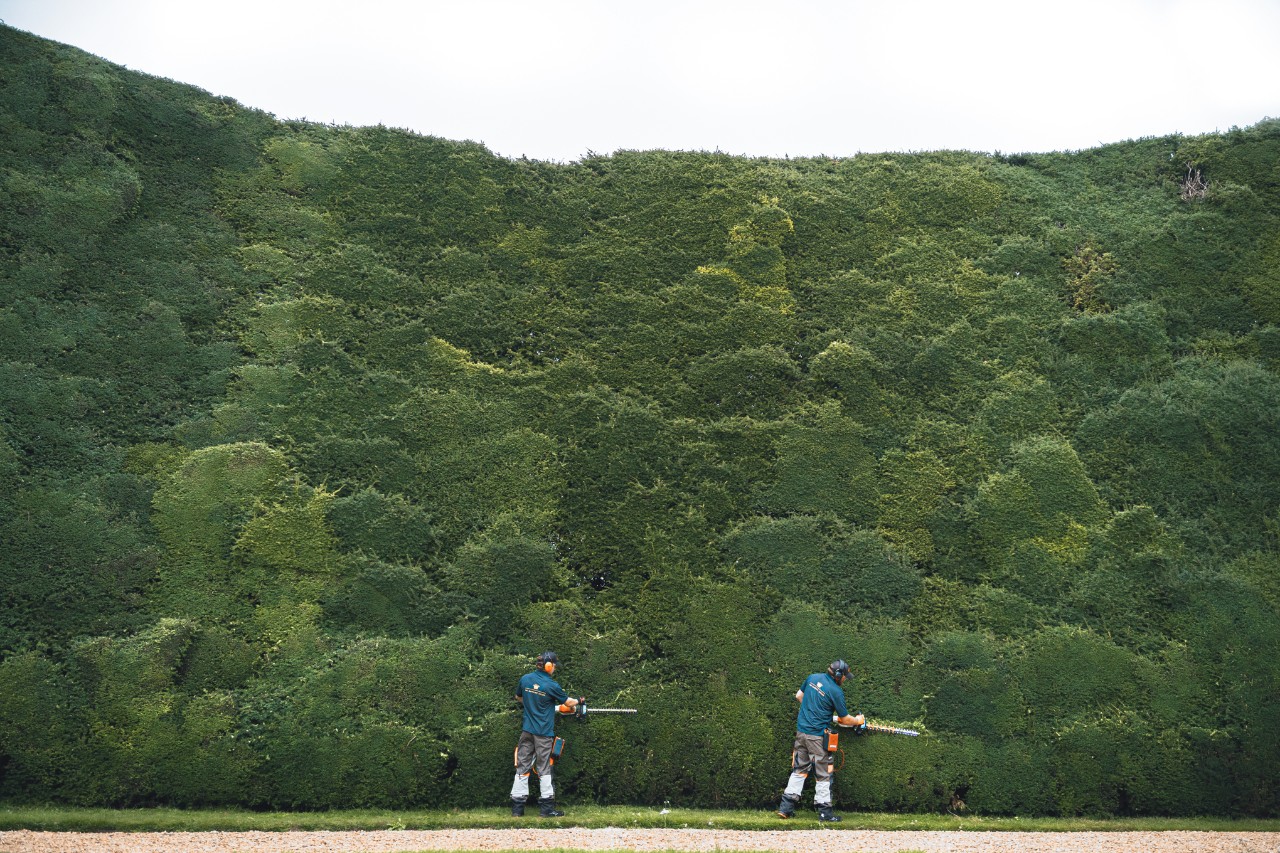 Professional trimming hedges with a STIHL power hedge trimmer at Bathurst Estate