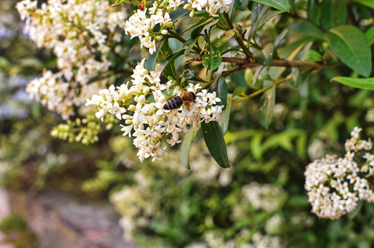 White-flowering garden plants with bee