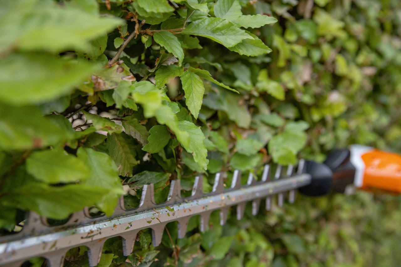 Close-up of a STIHL long-reach hedge trimmer being used to cut a hedge